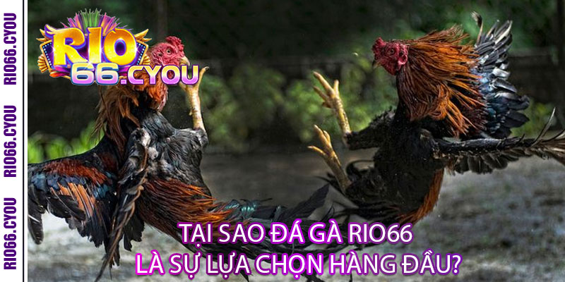 Đá Gà Rio66 - Đẳng cấp chiến binh, thắng lớn rực lửa 3 Tại Sao Đá Gà Rio66 Là Sự Lựa Chọn Hàng Đầu?